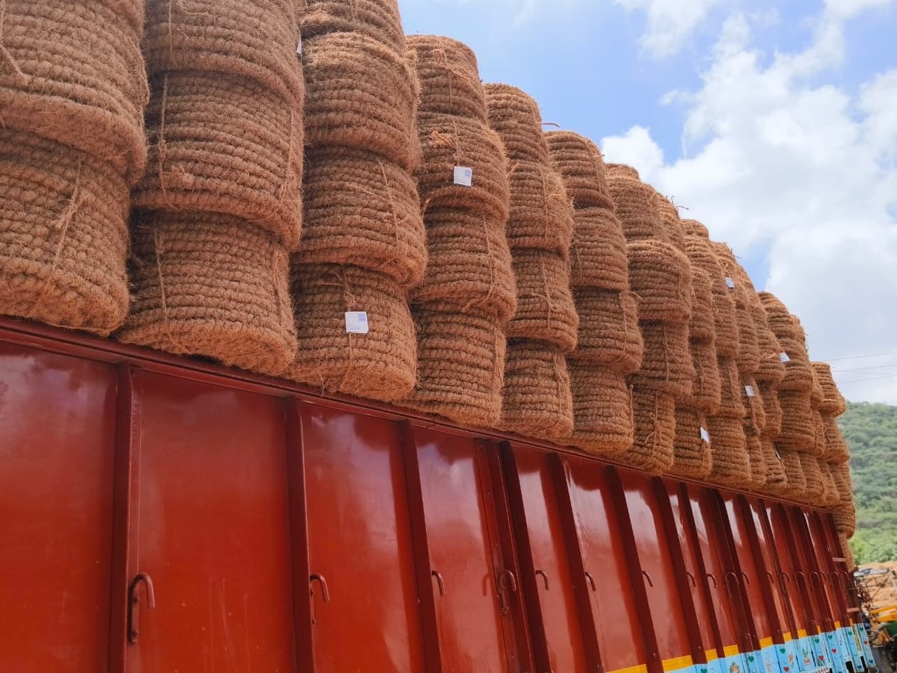 Curled coir fibre in its raw, uncompressed form